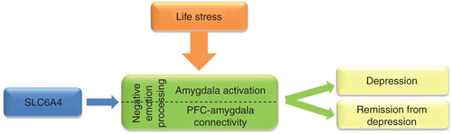 Figure 2. An example of usefulness of brain imaging intermediate phenotypes to identify risk gene and biomarker to treatment response for depression. Life stresses (e.g., watching fearful or sad faces) activate the amygdalae in the brain. The presence of a risk allele within the serotonin transporter gene (SLC6A4, 5-HTTLPR short allele) is associated with increased amygdala activation and with altered connectivity between the amygdalae and prefrontal cortical (PFC) areas compared to non-risk allele carriers during stressful situations. These biomarkers (amygdala activity and PFC–amygdala connectivity), which could be reliably measured by fMRI using selected neuropsychological tasks, provide information how the brain processes negative emotions. Impaired negative emotion processing is an intermediate phenotype that increases the risk of depression and predicts poorer antidepressant response.