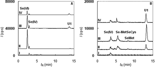 Figure 5. Examples of selenium speciation in urine after the administration of the dietary supplements (A – DS 1, B – DS 2, I-before ingestion, II-an hour after ingestion, III-three hours after ingestion, IV-six hours after ingestion).