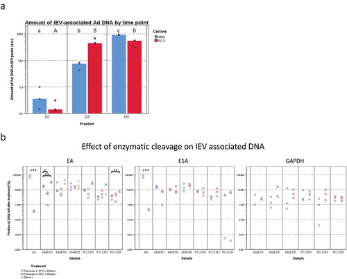 Figure 10. Viral DNA is packed differently in IEVs and free virions. (a) The total viral DNA carried by IEVs was measured from pooled fractions 1–6. A more steadily increasing amount of Ad DNA was found in the IEVs from D1 to D5 in A549 samples, but in PC-3 the increase happened only between D1 and D3 and then remained unchanged. DNA concentrations were standardized against the sum of each time point, with individual results and their median presented. (b) To evaluate whether DNA was protected by the IEV membrane or present externally, pooled IEV fractions 1–6 were treated with proteinase K followed by DNase I to cleave any extravesicular DNA. The DNA concentration was then measured and compared to the untreated controls and expressed as a ratio of the remaining DNA after treatment, with individual results presented on a logarithmic scale. Purified Ad was used as a positive control for the effect of enzyme treatment on the DNA encapsulated in virions and human DNA (GAPDH sequence) was also measured to control the treatment’s effect on DNA from a non-viral source. Proteinase K treatment was performed at +37°C (circles) and at +55°C (squares). Only the treatment at +55°C made the DNA from purified virions accessible to degradation by DNase. Ad genes E4 and E1A from the opposite ends of the viral genome were assessed by qPCR to demonstrate that the whole viral genome was present in the IEV samples. An almost equal ratio of 1:1 of both genes E4 and E1A was measured for both cell lines, suggesting that an intact genome was present. In a, N = 3 for all time points. In b, N = 2 for viral control and N = 3 for all of the IEV samples except for A549 GAPDH, where N = 2 in D1 both conditions and N = 2 in D3 + 55°C due to undetectable concentrations. Statistical significance in a and b was assessed using paired, two-tailed Student’s t-test. In a, statistical significance between different time points is denoted by grouping with letters, giving samples with no significant difference the same letters, A549 in lower case and PC-3 in capitalized. In b, statistical comparison was performed between DNA concentrations obtained with proteinase K treatments at different temperatures, with asterisks denoting p-values of statistical significance: p < 0.05, **: p < 0.01 and ***: p < 0.001. No statistically significant differences were found between the amounts of E4 and E1A DNA in any of the samples. p-values of statistically differing samples are listed in Supplementary Figure 12.