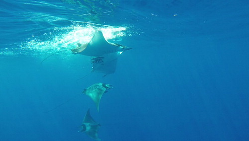 Figure 5. Possible attempt by a male giant devil ray (Mobula mobular) to grasp the left pectoral fin tip of the female.