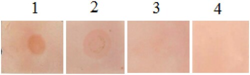 Figure 4. Dot-blot assay of CPP using rabbit IgG against native CPP.Notes: 1, dot-blot with native CPP; 2, dot-blot with CPP treated by temperature; 3, dot-blot with CPP treated by pepsin and 4, dot-blot with CPP treated by the combination of two treatments.