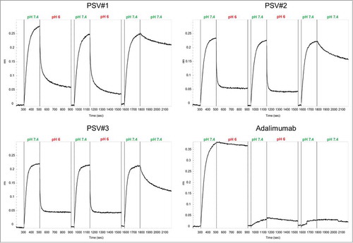 Figure 5. Functional analyses of reversible pH-dependent antigen binding of PSV#1, PSV#2, PSV#3 and adalimumab. Two cycles of association to 13 nM rhTNF at pH 7.4 for 300 s and dissociation at pH 6.0 for 400 s were measured. During the third cycle, dissociation was carried out at pH 7.4. Baseline measurements (40 s) at pH 7.4 were done after every dissociation step at pH 6.0. All association steps were aligned to the baseline. Due to slow release of rhTNF at pH 6.0, only little association was measured for adalimumab during the second and third binding cycle.