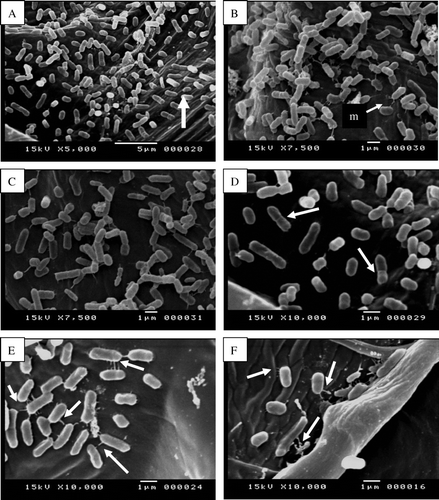 Figure 6.  Scanning electron micrographs show internal colonization of onion fleshy scale leaf cells by Pseudomonas aeruginosa (A) Onion fleshy scale leaf cell showing dense bacterial population (arrow). (B) Focus on a bacterial biofilm. Note the matrix (m) embedding bacterial cells constituting a typical biofilm. (C & D) Focus on multiplication of bacterial cell in internal leaf tissues (arrows). (E) Enlargement of (D) showing the bacterial cells connected to each other via fibrous structure (arrorws). (F) Bacteria appear to be attached to plant cell wall and plant cell matrix by fibrillar material (arrows).