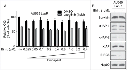 Figure 4. Pharmacological inhibition of only some IAPs is insufficient to reverse lapatinib resistance. (A) AU565 LapR cells were treated with indicated drugs for 4 days, followed by MTT assay. (Note that AU565 LapR cell growth was normalized to vehicle-treated AU565 parental cells rather than to vehicle-treated LapR cell growth. Basal proliferation of AU565 LapR cells is lower than parental cells, and this shifts the AU565 LapR drug sensitivity curve upward; thus we normalized the LapR curve to parental to show that absolute cell number after 17-AAG treatment was similar between parental and LapR cells.) (B) AU565 LapR cells were treated with 1μM birinapant for 2 days, followed by western blot.