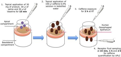 Figure 3 Caffeine penetration protocol.