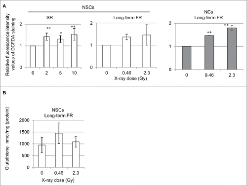 Figure 5. ROS generation in 0FR and 31FR cells. (A) FACS results for DCFDA staining after SR in NSCs and NCs. The relative fluorescence intensity values of DCFDA staining normalized to unirradiated controls are shown. (B) GSH levels in NSCs after long-term FR.