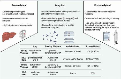Figure 1. Sources of variability in PD-L1 testing. Main sources of variability in PD-L1 testing are represented according to pre-analytical, analytical, and post-analytical phases. All these steps may represent sources for implementation of strategies aiming at homogenizing and standardizing PD-L1 assessments by immunohistochemistry (or other approaches). Acronyms: TC, tumor cells; IC, immune cells; TPS, tumor proportion score; CPS, combined positive score; aPD-L1, anti programmed cell death-ligand 1; aPD-1, anti programmed cell death-1.