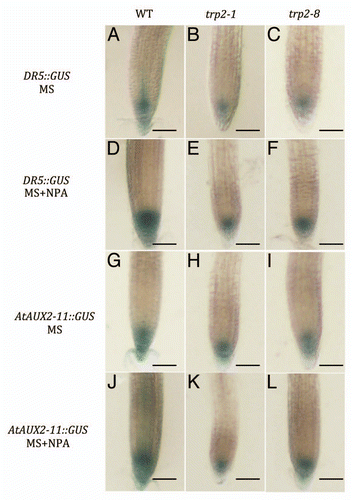 Figure 5 Histochemical staining for GUS activity at the region of root tip in the DR5::GUS (A–F) and AtAUX2-11::GUS (G–L) transgenic plants. Wild type (A, D, G and J), trp2-1 (B, E, H and K), and trp 2–8 (C, F, I and L). Teedlings were on MS agar medium (A–C and G–I) or on agar medium containing 1 µM NPA (D–F and J–L) for 5 days and stained with 2 mg/ml X-Gluc. Bars; 100 µm.