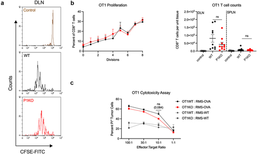 Figure 4. CD8+ T cell Piezo1 expression is dispensable for CTL immunity. (a) CFSE dilution peaks of adoptively transferred OT1WT (black), P1KO (red), or control OT1WT (brown) T cells 72 hours after host vaccination with ovalbumin (PBS; control). (b) Plot of the percentage of transferred OT1 T cells having gone through n = x rounds of divisions. Percentages obtained by calculating the area under the curve of an individual CFSE dilution peak. (B, right) total OT1 counts in draining lymph nodes (DLN) and spleen (SPLN). (c) Propidium iodide (PI) staining of RMS-OVA tumor cells following incubation with activated OT1 splenocytes at various splenocyte-to-tumor ratios (effector:target ratio); n = 3 mice per group. Plots of group means, standard error, and associated p-values between groups. ns = not statistically significant at an alpha of 0.05.