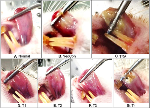 Figure 3 The comparison of ulcer healing between groups on day-6 post-induction.