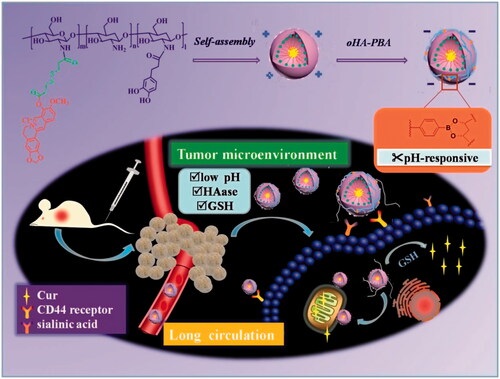 Figure 1. Schematic illustration of oHA-PBA-coated DHPA-CDB/Cur (oHA-PBA@DHPA-CDB/Cur) used to TME-rsponsive and mitochondrially targeted antitumor drug delivery.