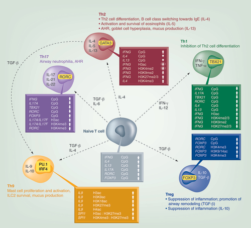 Figure 2. Major types of Th cells, their differentiation and its epigenetic regulation, and their crucial allergy-related functions.DNA methylation (CpG) status of the loci pivotal for Th lineages is shown. Levels of epigenetic histone marks at loci specific for Th subpopulations is depicted (selection). For more details and abbreviations, please, refer to the main text. This figure was inspired by several previously published images, especially by the one by Suarez-Alvarez et al. [Citation83].