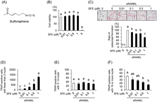 Fig. 1. Effects of sulforaphene (SFE) on osteoclast formation in RAW 264.7 cells.