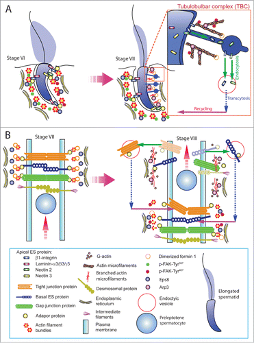 Figure 3. For figure legend, see next page. Figure 3 (See previous page). A hypothetical model that illustrates the involvement of formin 1 in regulating actin microfilament organization at the ES. (A) At the apical ES (left panel), formin 1 is not expressed in any stage of the epithelial cycle such as at stage VI in which bundles of actin microfilaments serve as the attachment sites for adhesion protein complexes, such as laminina-333/α6β1-integrin and nectin 2/nectin 3 adhesion protein complexes. However, formin 1 is robustly expressed at the concave side of spermatid heads at stage VII (right panel) in an ultrastructure known as the apical TBC, representing giant endocytic vesicles (see enlagred view in the boxed area). This endocytic vesicle-mediated protein trafficking event is facilitated by changes in the organization of actin microfilaments via the concerted efforts of the Arp2/3 complex and formin 1 (note: both Arp3 and formin 1 are highly expressed and localized to the same site in stage VII tubules) which, in turn, facilitate the events of endocytosis, transcytosis and recycling so that apical ES proteins can be recycled to assemble “new” apical ES for the newly derived step 8 spermatids that appear in stage VIII of the cycle. (B) Formin 1 is also robustly expressed at the BTB in stages V-VII, likely being used to maintain the actin microfilaments and to facilitate their organization into a bundled configuration to serve as attachment sites for adhesion protein complexes (left panel). At stage VIII, formin 1 expression at the basal/BTB is considerably diminished, and the Arp3 expression is up-regulated at the site. The intrinsic activity of Arp2/3 complex thus induces branched actin polymerization, converting the microfilament bundles into a branched/unbundled configuration to facilitate the events of endocytosis, transcytosis and recycling so that the “old” BTB adhesion proteins can be recycled to assemble a “new” BTB behind the preleptotene spermatocyte being transported across the immunological barrier (right panel). In short, actin microfilaments at the apical ES and the basal ES/BTB can be rapidly re-organized, through the unique and stage-specific spatiotemporal expression of formin 1, Arp3, and possibly other actin bundling proteins (e.g., Eps8, fascin 1, palladin) known to be expressed at the site.