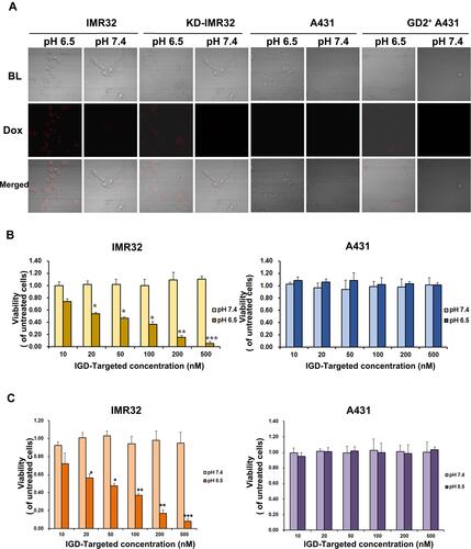 Figure 5 IGD-Targeted could transport Dox to GD-positive cells and inhibit cell proliferation in acidic environment selectively in vitro. (A) IGD-Targeted could release Dox to GD2+ cells in acidic environment. IGD-Targeted was incubated with IMR32 or A431 cells in pH 7.4 or pH 6.5, respectively. Cells were observed under confocal microscope. (B) Cell Viability inhibition ability of IGD-Targeted to GD2+ cells. Different concentration of IGD-Targeted was incubated with IMR32 or A431 cells in pH 7.4 or pH 6.5, cell proliferations were detected by MTS assay. (C) Cell Proliferation inhibition of IGD-Targeted to GD2+ cells. Different concentration of IGD-Targeted was incubated with IMR32 or A431 cells in pH 7.4 or pH 6.5, cell proliferations were detected by CCK8 assay (*p<0.05, **p<0.01, ***p<0.001).