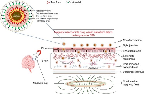 Figure 1 Nanoformulation delivery across the blood–brain barrier (BBB).Notes: Proposed schematic of magnetic nanoparticle-based antiretroviral drug delivery across the BBB under the influence of an external noninvasive magnetic force.