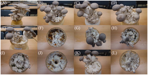 Figure 1. Symptoms of green mold in the fruiting body of P. eryngii after artificial inoculation with Trichoderma spp. (A) Control (distilled water); (B) T. harzianum (KACC40558); (C) T. longibrachiatum (KACC40563); (D) T. atroviride (KACC0774); (E) T. koningii (KACC40779); (F) T. cf. virens (KACC40783); (G) T. harzianum (KACC40784); (H) T. pleuroticola (KACC44535); (I) T. pleuroticola (KACC44536); (J) T. pleurotum (KACC44537); (K) T. citrinoviride (KACC44703); and (L) T. pleuroticola (CAF-TP3). Each inoculation was performed with 1.4 × 108 conidia. Picture were taken 18 days after inoculation.