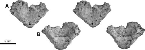 FIGURE 7 Atlas, UA 9684-4 (part of holotype), of Menarana nosymena, gen. et sp. nov., from the Late Cretaceous of Madagascar. Stereophotographs of A, anterior; and B, posterior views.