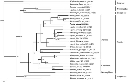 Figure 1. Bayesian phylogenetic tree based on 13 protein-coding genes of the mitochondrial genome sequences of 21 Pieridae species.