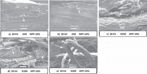 Figure 5. SEM images of fracture surfaces of different composites. AFR : Adhesive failure region, F : Fiber. TP : thorn prints. T: thorns. BF: broken fiber. TM: matrix tearing. PF: pulled fiber.