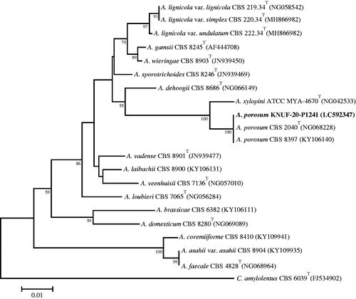 Figure 5. Neighbor-joining phylogenetic tree based on sequences of the LSU gene showing the affiliation of KACC 83034BP with Apiotrichum porosum among the closest Apiotrichum spp. Accession numbers are shown in parentheses. Bootstrap values (based on 1,000 replications) greater than 50% are shown at the branch points. The tree was rooted using Cryptococcus amylolentus CBS 6039T as an outgroup. The isolated strain of this study is indicated in bold. Scale bar = 0.01 substitutions per nucleotide position.