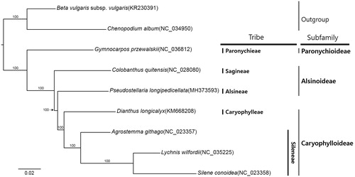 Figure 1. Maximum-likelihood phylogenetic tree of Caryophyllaceae based on nine complete chloroplast genomes. The numbers above branches indicate bootstrap support values.