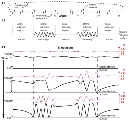 Figure 6 Effects of nanorough and smooth titanium regions on membrane growth. The modeled membrane segment that belongs to an osteoblast cell is a nearly straight membrane contour with embedded integrin molecules (A1). Nanorough titanium regions are separated by smooth titanium regions (A2). The implicit effect of the smooth and nanorough regions is incorporated into the free energy by having a zero integrin binding potential above the smooth titanium regions and nonzero integrin binding potential above the nanorough titanium regions. In addition, it was assumed that the integrin binding potential in the 10 nm thick layer above the nanorough titanium regions for simplicity was constant, ie, w ns = 0.011 g s−2. Time dynamics of the membrane shape (h(x)) and integrin density (n) for the adhesion of an osteoblast membrane to the implicitly modelled nanorough regions (A3). Note the coalescence of membrane protrusions over time, and the steady state (bottom panel) adhesion in a small number of patches to the titanium surface.