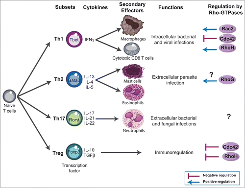 Figure 3. Rho-GTPases influence - lymphocyte differentiation. Four major subsets of CD4 T cells have been defined; T helper (Th) 1, Th2, Th17, and regulatory T cells (Treg). These subsets exert their immune functions through secretion of distinct patterns of cytokines and activation of different effector cells: Th1 mediate clearance of intracellular pathogens by producing IFN-γ and by activating macrophages and cytotoxic effector CD8 T cells. Th2 cells are involved in the elimination of parasitic organisms by secreting IL-4, IL-5, and IL-13 and by activating basophils and eosinophils. Th17 cells are involved in the clearance of intracellular pathogens by producing IL-17 and activating neutrophils. Similar subsets have been also described within CD8 T cells compartment (not shown). Foxp3 Treg play a crucial role in downregulating immune responses by suppressing several actors of the immune responses. The Rho-GTPases shown to influence - cell differentiation using deficient mice are indicated in the figure and discussed in more detail in the text.