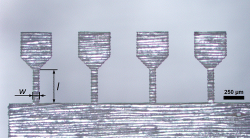 Figure 3. Optical micrograph of a set of four tensile samples prepared from a LT-section with the tangential direction parallel to the tensile axis. The sample had a width, w, of 70 μm and a length, l, of 400 μm. The processing time was about 8 min.