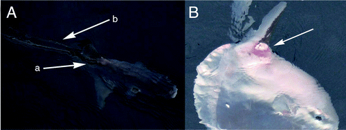 Figure 1. (A) A view from above for an oceanic sunfish, attached by several mature female Pennella sp. (white arrow A) showing long egg strings (white arrow B) (photographed by K.S.). (B) A side view of an ocean sunfish with heavily damaged skin near the bottom of its dorsal fin probably caused by Pennella sp. (photographed by K.S.).