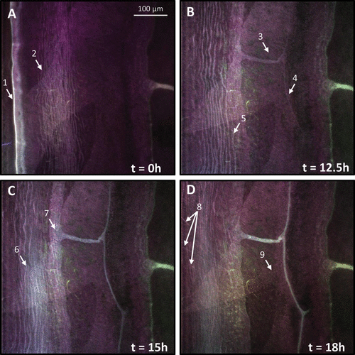Figure 1. Confocal microphotographs showing time series of spectrally accurate autofluorescence at the leading edge of A. amphitrite. (A) At t = 0, two prominent features are present: a bright band at the periphery (arrow 1) and circumferentially striated bands (arrow 2). (B) At t = 12.5 h, there is the appearance of autofluorescence within a new duct and capillary (arrows 3 and 4, respectively). Additionally, the innermost striated band has stopped advancing (arrow 5) relative to the leading edge. (C) By t = 15 h, a second set of striations appear (arrow 6) and the region surrounding the duct orifice shows autofluorescence matching the spectral signature within the duct/capillary (arrow 7). (D) At t = 18 h, dislocated fragments of the initial striated material are observed (arrow 8) as well as the presence of a weakly fluorescent granular-appearing wavefront that advanced toward the new capillary/duct boundary at a variable rate (arrow 9).