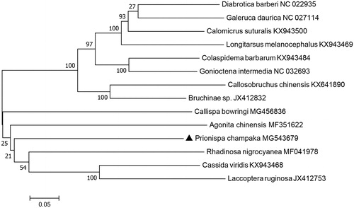 Figure 1. Maximum-likelihood tree indicating evolutionary relationships among Prionispa champaka and 13 other chrysomelid species based on mitochondrial PCGs concatenated dataset.