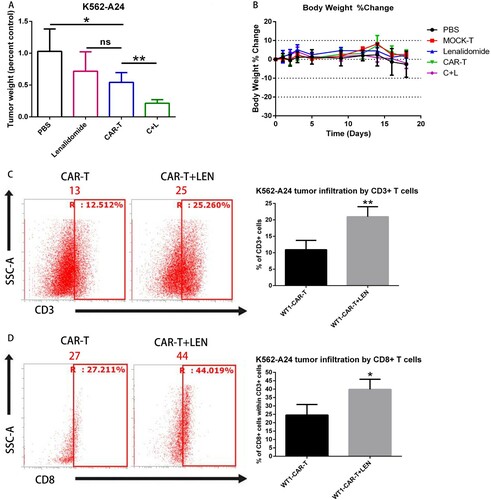 Figure 6. LEN enhances antitumor response in vivo. (A) NCG mice were inoculated s.c. with K562 and K562-A24. Four days following tumor inoculation, mice received two doses of 5 million CAR-T cells specific for WT1 at days 4 and 8 and daily i.p injections of 10 mg/kg lenalidomide.18 d later mice were sacrificed and the tumors were excised weighted. (C, D) The infiltration of tumors by T cells was analyzed by flow cytometry in a cell suspension prepared from excised tumors using antibodies to CD3+ (C) and CD8+(D), one representative mouse is shown. Average from four replicates are depicted. C + L: CAR-T+ Lenalidomide.