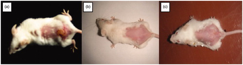 Figure 6. Visual evaluation of eradication of infection (a) Mice showing ulcerative lesions due to HSV infection (b) mice treated with once daily application of Formulation VI (c) mice treated with five times application of marketed cream. (The readers are referred to the web version of the article).