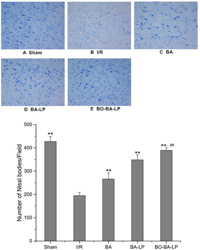 Figure 7 The Nissl staining of brain tissue slices with the treatment of sham (A), I/R (B), BA group (25 mg/kg, (C), BA-LP group (25 mg/kg; (D) and BO-BA-LP group (25 mg/kg; (E) under 200-fold light microscope. ** Extremely significant different from the I/R group at P < 0.01, ## Extremely significant different from the BA-LP group at P < 0.01.