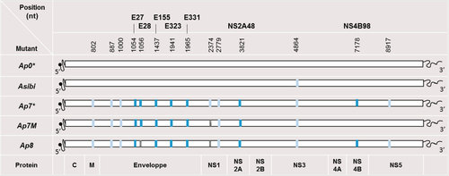 Fig. 2 Description of Ap0, Asibi, Ap7, Ap7M and Ap8 strains.All viral strains produced and used in this study are detailed above. Synonymous mutations are indicated by light blue rectangles and nonsynonymous mutations by turquoise blue rectangles. Non-synonymous mutations are described in bold characters with a letter indicating the protein affected and the position within the protein sequence. Within the polyprotein sequence, the mature E, NS2A and NS4B protein sequences start at amino-acid (AA) positions 286, 1131 and 2257, respectively. *Ap0 and Ap7 strains description was obtained from McArthur et al. 2003. Asibi strain sequence was downloaded from Genbank (AN: AY640589). Absent mutations are indicated by gray rectangles. We were not able to identify the synonymous mutation on the complete coding sequence (CDS). E/D28G mutation was not found in strain Ap8 sequence
