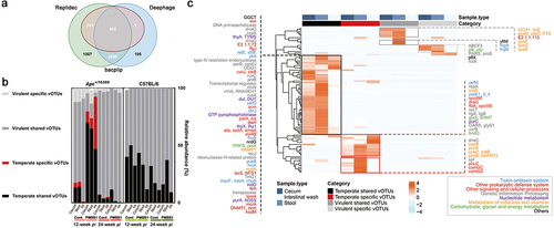 Figure 2. Expanded temperate vOTUs, and specific vOTUs in infected Apc+/1638N mice carrying crucial AMGs in the pre-onset of H. pylori-promoted CRC. (a) Temperate vOTUs determination by three tools: BACPHLIP,Citation27 DeephageCitation28 and Replidec.Citation29 a vOTU is assigned to be temperate when agreed by at least two tools. (b) The ratio of temperate specific (red, the temperate vOTUs presented in either control or infected mice), temperate shared (black, the temperate vOTUs presented in both control and infected mice), virulent specific (light gray, the virulent vOTUs presented in either control or infected mice) and virulent shared vOTUs (dark gray, the virulent vOTUs presented in both control and infected mice) in gut virome of Apc+/1638N and C57BL/6 mice. (c) Heatmap shows the AMGs, overrepresented among significantly abundant temperate shared, temperate specific, virulent shared and virulent specific vOTUs in infected mice at 12-week pi. Functions of these AMGs were annotated using DRAM-v and UniProtKB.