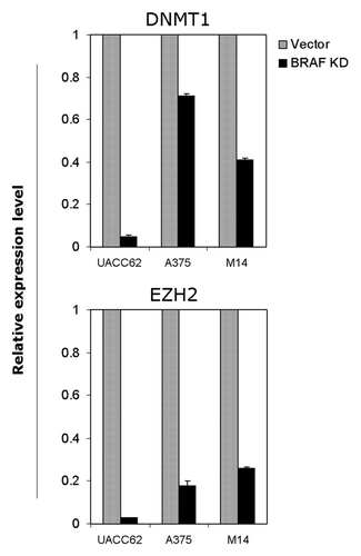 Figure 6 Suppression of the expression of DNMT1 and EZH2 by BRAFV600E knockdown in melanoma cells. Quantitative RT-PCR was performed to analyze the expression of DNMT1 and EZH2 genes in the three indicated melanoma cells stably transfected with the control empty vector (Vector) or BRAF-specific shRNA (BRAF KD). Relative gene expression in the BRAF-knockdown group against the control vector group is presented. The RT-PCR primer sequences for the two genes are presented in Table S4. The experimental details are described in the Materials and Methods.