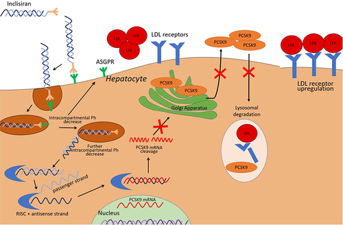 Figure 1 Mechanism of Action of Inclisiran. Adapted from Di Fusco SA, Colivicchi F, Maggioni AP et al. Inclisiran: A New Pharmacological Approach for Hypercholesterolemia. Rev Cardiovasc Med. 2022;23(11):375. Creative Commons.Citation31