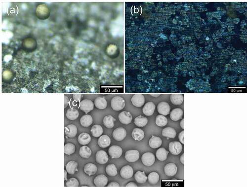 Figure 8. C-DIM images of PANIULTRA: (a) Electrical adsorption step and (b) Electrical desorption. (c) SEM image of pollen used in this study