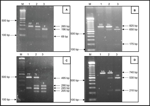 Figure 1 Representative RFLP pattern for the detection of VDR polymorphisms in agarose gel.