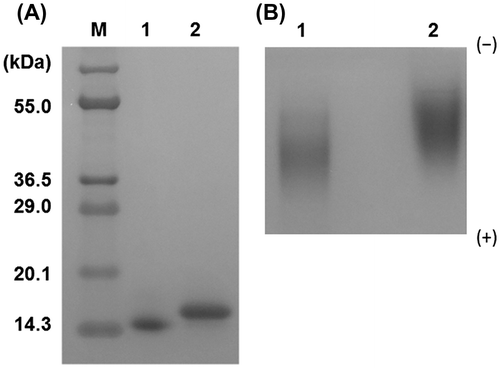 Fig. 2. Electrophoreses of TAAs.Notes: A, Tricine-SDS-PAGE. B, Native PAGE at 12.5% gel and pH 8.9. Lanes M, 1, and 2, molecular mass markers, TAA-G and TAA-M, respectively. Molecular mass markers for SDS-PAGE: lysozyme 14.3 kDa, trypsin inhibitor 20.1 kDa, carbonic anhydrase 29 kDa, lactate dehydrogenase 36.5 kDa, glutamate dehydrogenase 55 kDa, bovine serum albumin 69 kDa, and phosphorylase b 97.4 kDa (wide range; Technical Frontier, Tokyo).