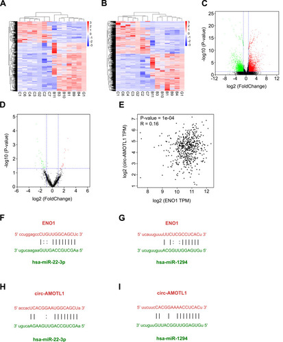 Figure 2 RNA-seq to explore the regulation network associated with ENO1.