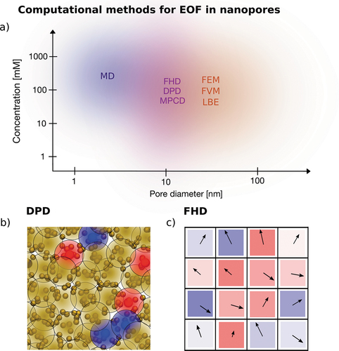 Figure 5. Methods to simulate EOF. a) Diagram of the different computational methods available to simulate EOF in nanopores, classified according to the pore size and concentration of the simulated system. The colored area surrounding the name of the method shows the range of systems which are most suited to be simulated. The areas are shaded since the choice has to take into account additional system-specific factors, e.g. presence of moving particles, importance of thermal fluctuations, importance of ion-specific effects. The blue area represents an atomistic method, all-atom MD. The violet area represents a group of mesoscale methods which do not have atomistic resolution but still are able to model the thermal fluctuations of the system, namely Fluctuating Hydrodynamics, Dissipative Particle Dynamics and Multi-Particle Collision Dynamics. The Orange area refers to different computational methods to solve PNP-NS equations, such as Finite Volume Method, Finite Element Method and to Lattice Boltzmann Electrokinetics. b) Sketch of the simulation set up of a bottom-up approach (DPD). Each DPD particle is represented by a big blob delimited by a black circle, which can be yellow (neutral solvent), blue (positively charged) or red (negatively charged). The blobs overlap as a consequence of the weak repulsive interactions typical of DPD simulations. In the background, a possible atomistic system represented by the DPD particles, with solvent atoms (yellow), positive ions (blue) and negative ions (red). c) Sketch of the simulation set up of a top-down approach (FHD). The fluid is divided into cells, each of which has a fluctuating velocity, here represented as an arrow, and a charge arising from the ion density fluctuations, here represented as a colored box, for positive (blue) and negative (red) charges.