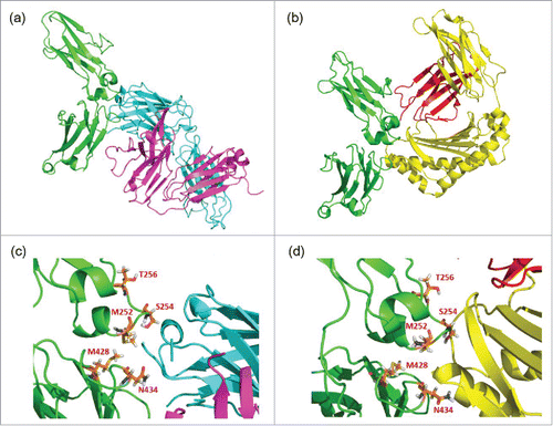 Figure 2. Complex structures of (a) CH2 and CH3 domains of Fc (green) with RF heavy chain (light blue) and light chain (purple), and of (b) CH2 and CH3 domains of Fc (green) with FcRn α chain (yellow) and β-2-microgloblin (red). Enlarged figures of (a) and (b) are shown as (c) and (d), respectively, and the positions mutated to enhance FcRn binding (252, 254, 256, 428 and 434) are shown as orange sticks.