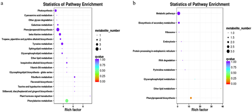 Figure 8. KEGG pathway enrichment of DAPs. (a) KEGG pathway enrichment of CYP8/NIP differentially expressed protein; (b) ABE/NIP differential expression protein KEGG pathway enrichment.