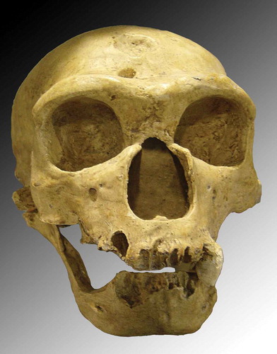 Figure 1. The crania of the La Chapelle aux Saints Neanderthal. Credit: https://upload.wikimedia.org/wikipedia/commons/e/e0/Homo_sapiens_neanderthalensis.jpgBy Luna04 (Own work) [GFDL (http://www.gnu.org/copyleft/fdl.html), CC-BY-SA-3.0