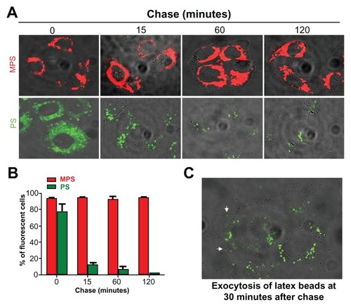 Figure 3 Mesoporous silica and polystyrene nanoparticles in ovarian cancer cells. (A) Adherent cells were incubated in fresh medium with 30 μg of 10 nm naked mesoporous silica or 75 μg of 30 nm COOH-polystyrene nanoparticles for 15 minutes. The cultures were then thoroughly washed, incubated in fresh medium, and imaged at the time indicated. (B) A parallel set of cultures treated as described in (A) was used to estimate cell-associated fluorescence by flow cytometry. (C) Cells incubated with 75 μg of polystyrene nanoparticles for 15 minutes, washed, and imaged after 30 minutes of tracking.