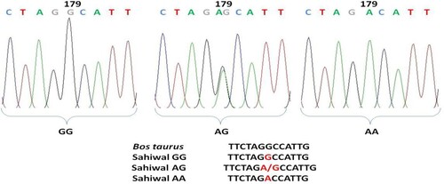 Figure 5. Chromatogram and clustalw alignment showing variation at position 179 by primer 2 (G > A) of OLR1 gene in Sahiwal cattle.