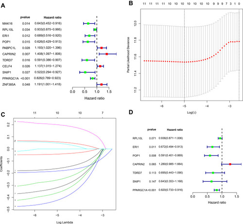Figure 4 Selection of prognosis-related RBPs in the training cohort. (A) Univariate Cox regression analysis. (B and C) Least absolute shrinkage and selection operator (LASSO) regression analysis. (D) Multivariate Cox regression analysis to screen out the key RNA-binding proteins (RBPs) most relevant to prognosis.